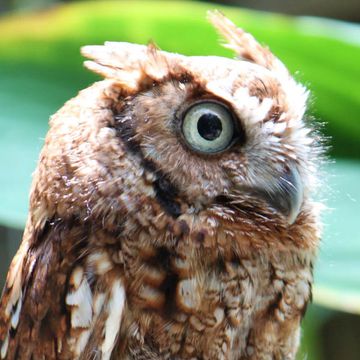 Flammulated Owl