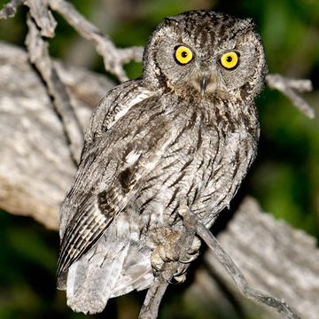 Western Screech-owl