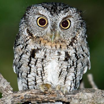 Whiskered Screech-owl