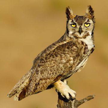 Great Horned Owl