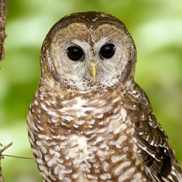 Spotted Owl