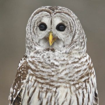 Barred Owl