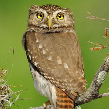 Ferruginous Pygmy-owl