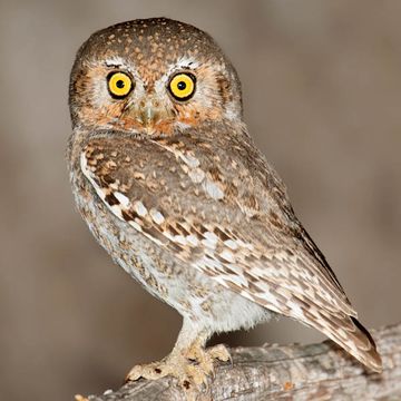 Elf Owl