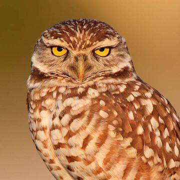 Burrowing Owl