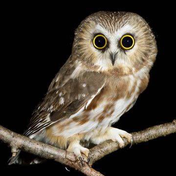 Northern Saw-whet Owl