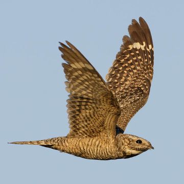 Lesser Nighthawk