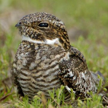 Common Nighthawk