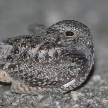 Antillean Nighthawk