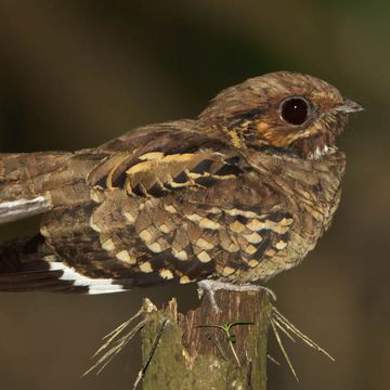 Nyctidromus albicollis