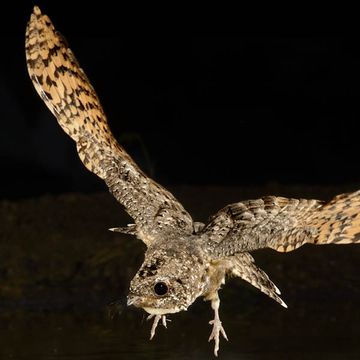 Common Poorwill