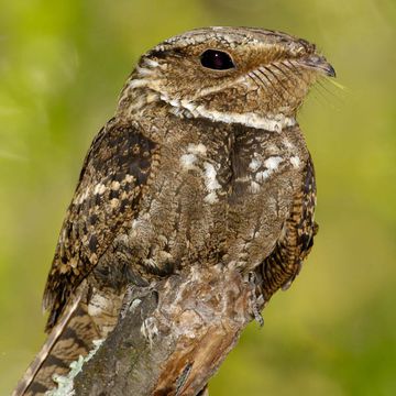 Caprimulgus carolinensis