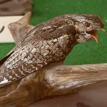 Grey Nightjar