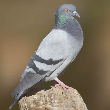 Columba livia