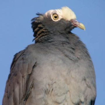 White-crowned Pigeon