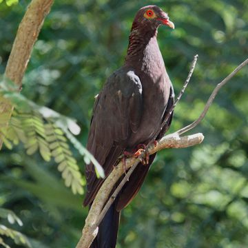 Scaly-naped Pigeon