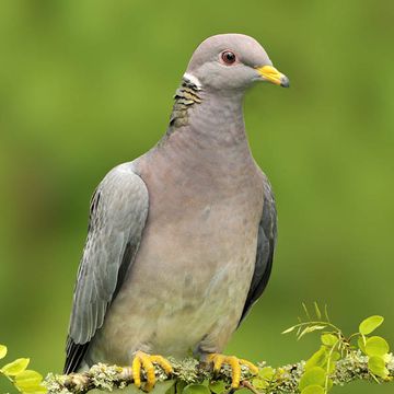 Band-tailed Pigeon