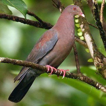 Patagioenas flavirostris