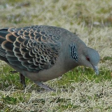 Streptopelia orientalis