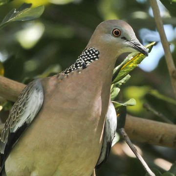 Stigmatopelia chinensis