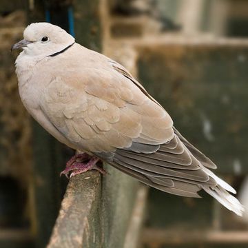 African Collared-dove