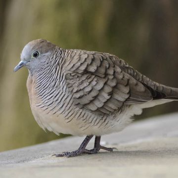 Zebra Dove