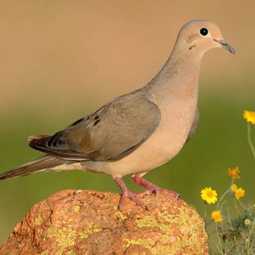 Mourning Dove