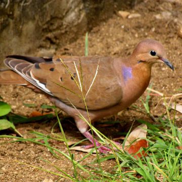 Zenaida aurita