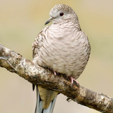 Inca Dove