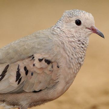 Common Ground-dove