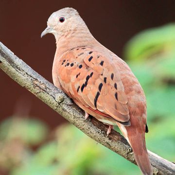 Ruddy Ground-dove