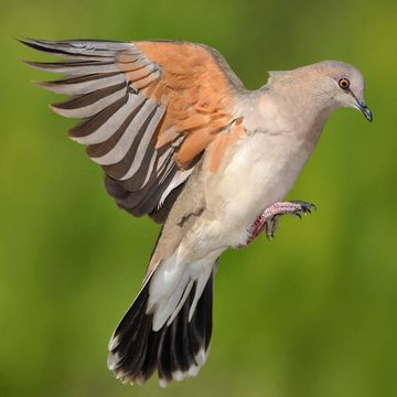 White-tipped Dove