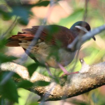 Key West Quail-dove