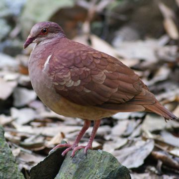 Ruddy Quail-dove