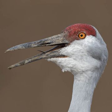 Sandhill Crane