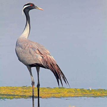 Demoiselle Crane