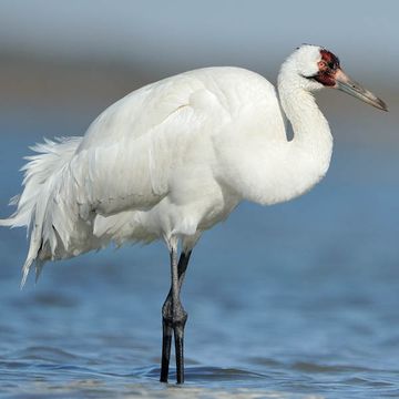 Whooping Crane