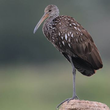 Limpkin