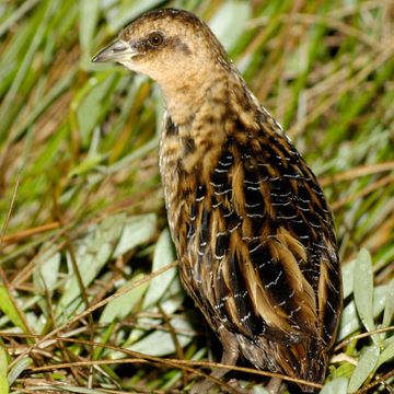 Yellow Rail