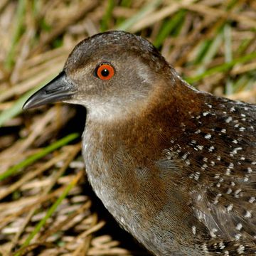 Laterallus jamaicensis