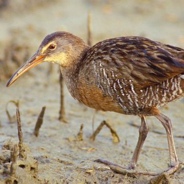 Clapper Rail