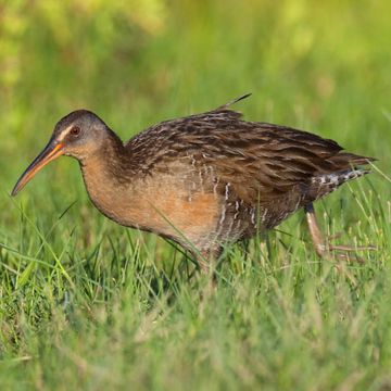 King Rail