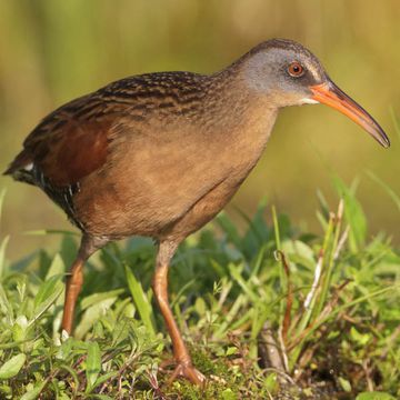 Virginia Rail