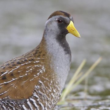 Porzana carolina