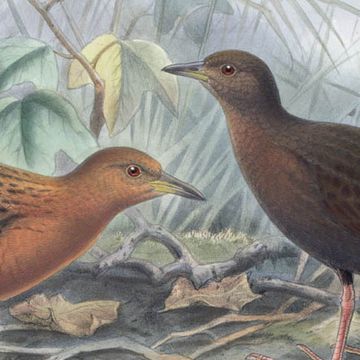 Hawaiian Rail