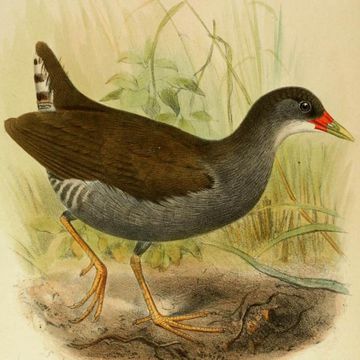 Paint-billed Crake