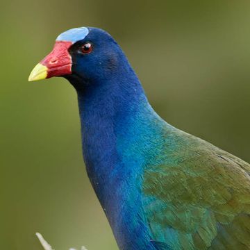 Yellow-legged Gallinule