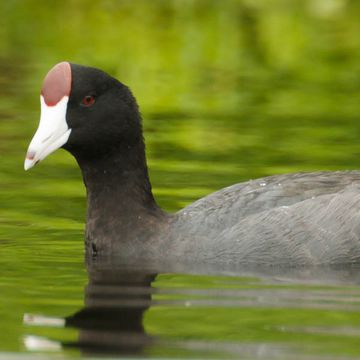 Fulica alai