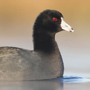 American Coot