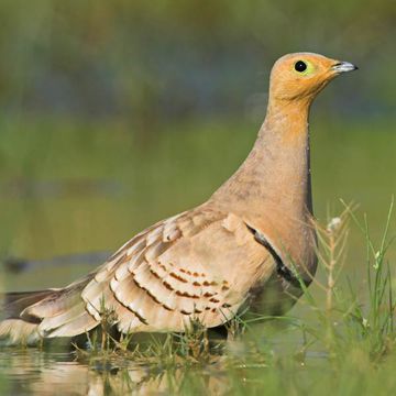 Chestnut-bellied Sandgrouse